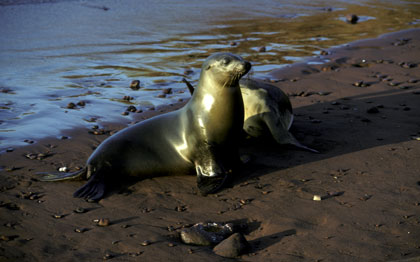 Otarie des  Galapagos femelle