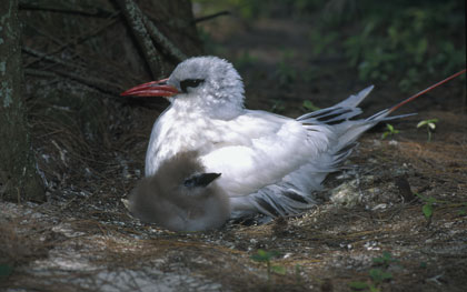 Phaéton à brins rouges
