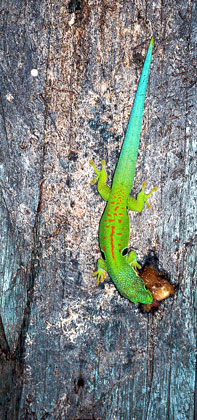 Gecko/1.