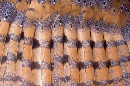 Plumes de l'effraie