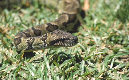 Boa