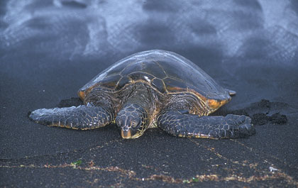 Tortue verte
