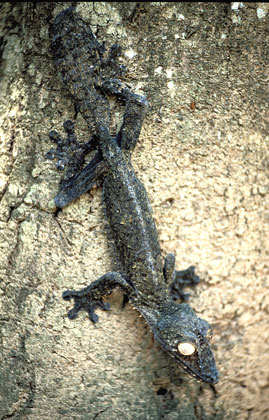 Uroplatus fimbriatus. Gecko endémique.