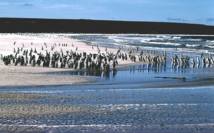 Manchots de Magellan/1